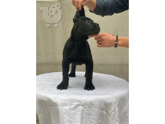 Cane Corso