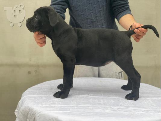 Cane Corso