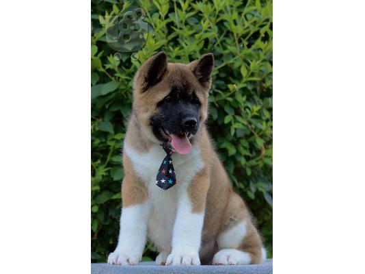 PoulaTo: Κουτάβια American Akita