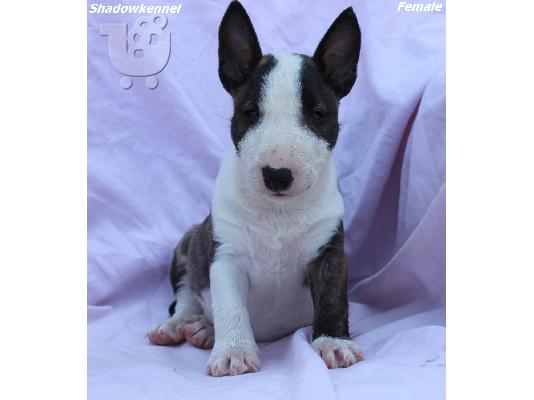 Κουτάβια Mini Bull Terrier