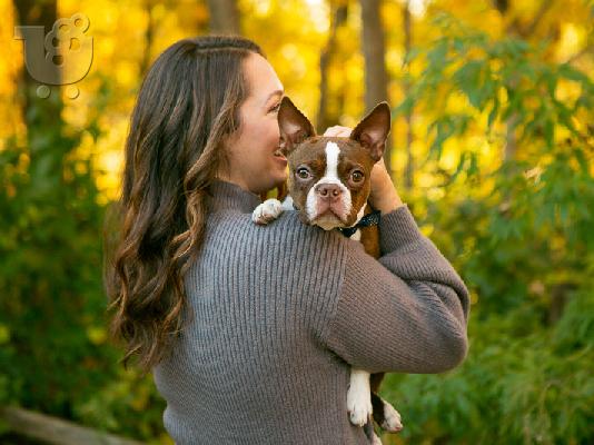 PoulaTo: étoima tóra entyposiaká koutávia boston terrier