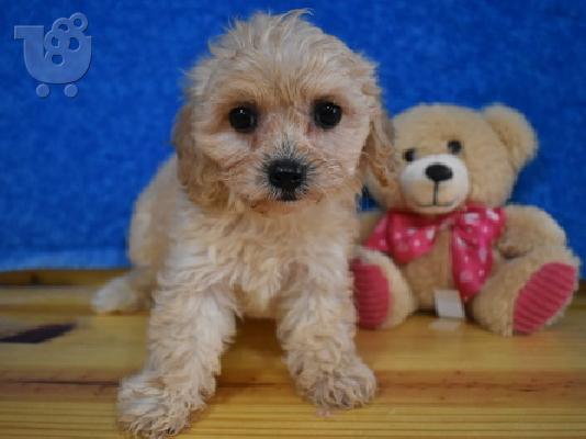PoulaTo: Cavachon Puppies