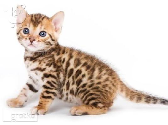 PoulaTo: BENGAL Kittens Διαθέσιμο