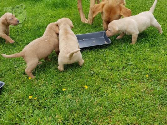 PoulaTo: Προς πώληση Labrador Retriever Σκύλοι και κουτάβια