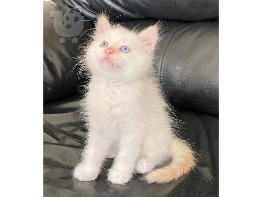 PoulaTo: Το Birman Kitten είναι διαθέσιμο