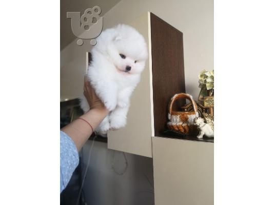 PoulaTo: Pomeranian mini