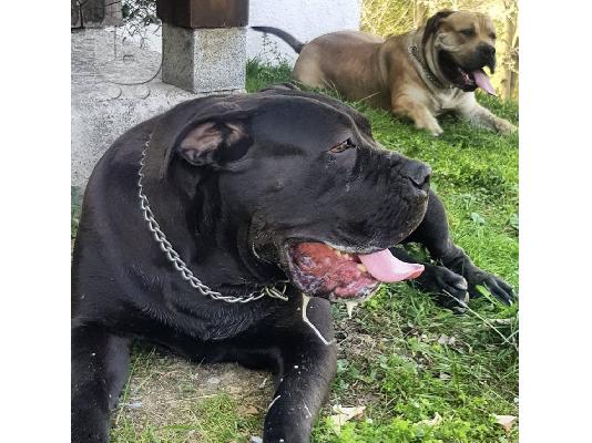 Αφρικανικό Boerboel