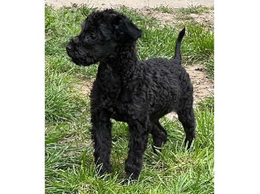 Κουτάβια Toy Poodle