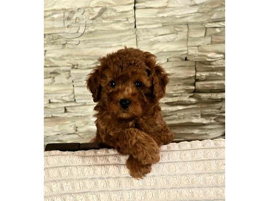 Κόκκινα Toy Poodle