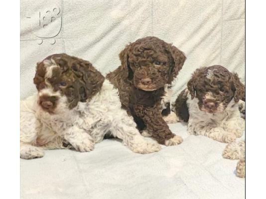 Lagotto Romagnolo κουτάβια