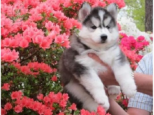 PoulaTo: Καταχωρισμένα κουτάβια Σιβηρίας Husky προς πώληση