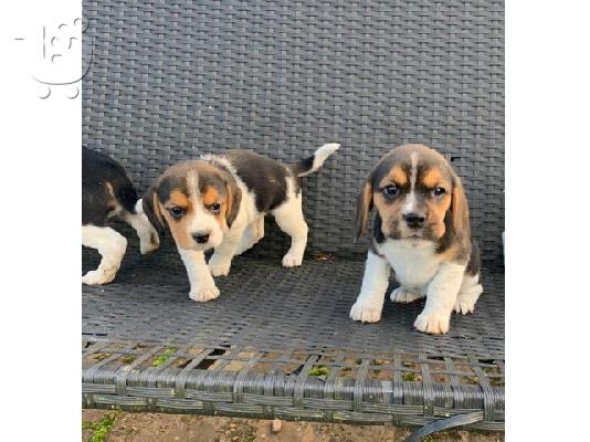 PoulaTo: Εδώ παρουσιάζουμε τα υπέροχα κουτάβια Beagle μας έτοιμα να ξαναστήσουν,