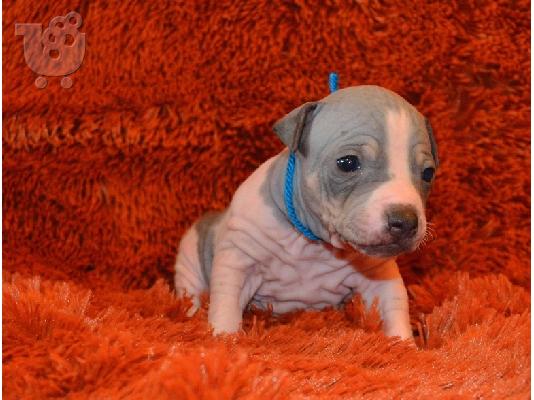 PoulaTo: American Hairless Puppies