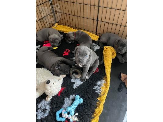 PoulaTo: Πανέμορφα αρσενικά και θηλυκά κουτάβια cane corso