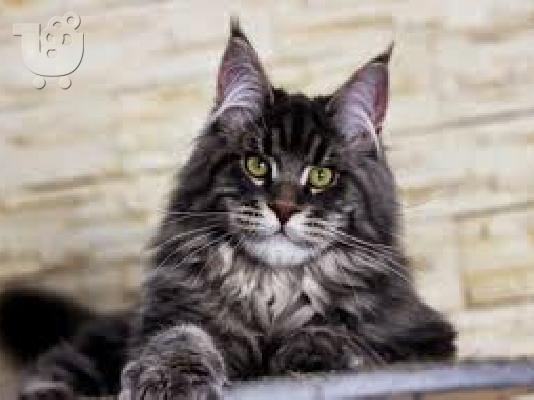 maine coon γατάκια διαθέσιμα τώρα