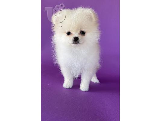 Pomeranian Spitz κουτάβια προς πώληση