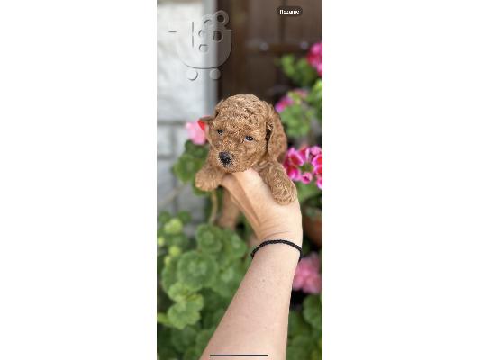 Κουτάβια Toy και Mini Poodle