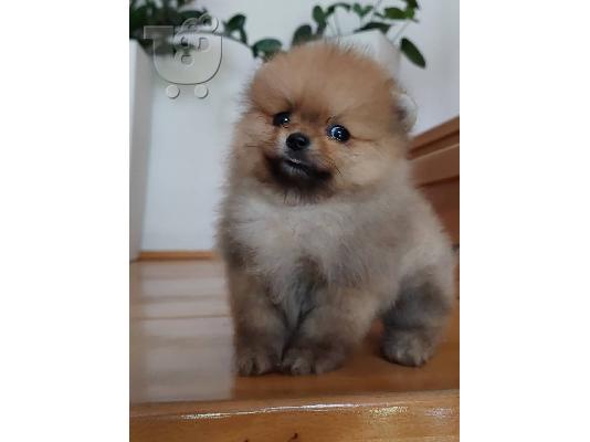 Pomeranian Spitz