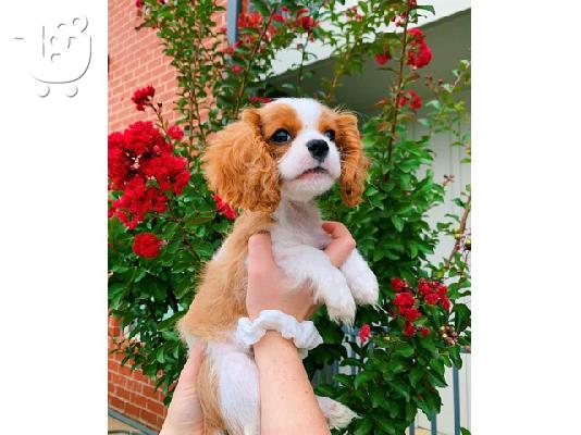 PoulaTo: Πωλείται Cavalier King Charles Spaniel
