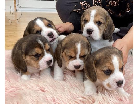 Εδώ παρουσιάζουμε τα υπέροχα κουτάβια Beagle μας έτοιμα...