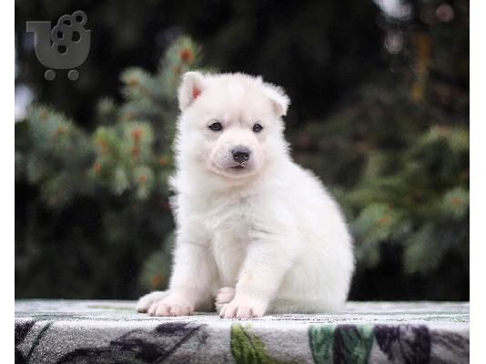 PoulaTo: Γλυκά κουτάβια Husky Σιβηρίας