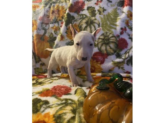 PoulaTo: Bull Terrier Puppies