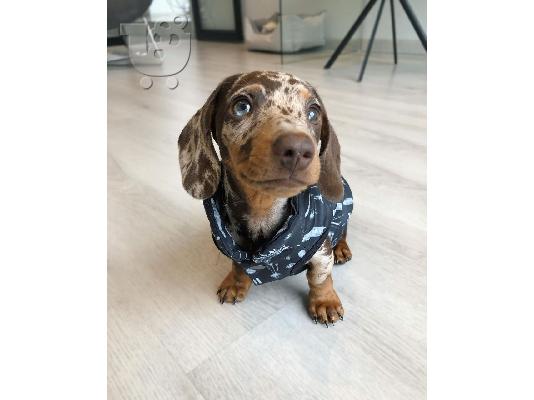 DACHSHUND PUPPY