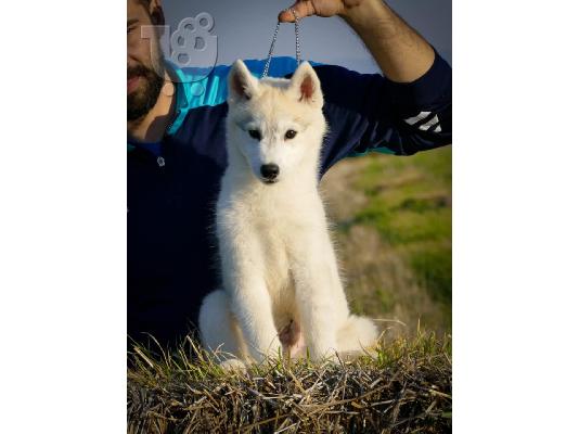 Σιβηρικό Χάσκι – αρσενικό κουτάβι