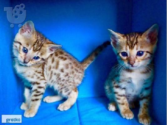 PoulaTo: BENGAL Kittens Διαθέσιμο