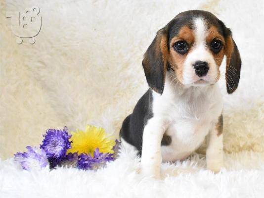 PoulaTo: Beaglier Puppies