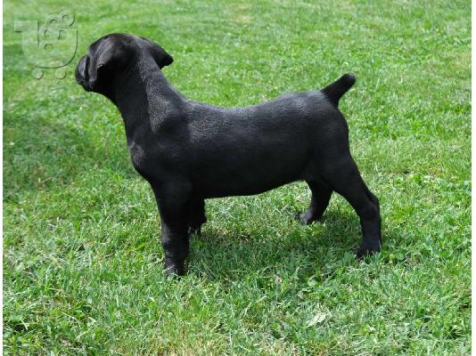 Boerboel (Μαστίφ Νότιας Αφρικής) κουτάβια