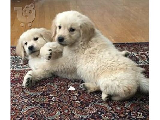 PoulaTo: Ποιοτικά κουτάβια Golden Retriever