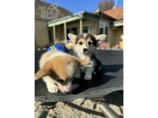 Κουτάβια Welsh Corgi Pembroke