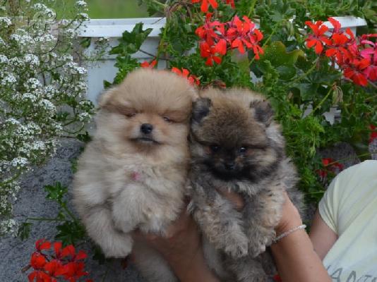 PoulaTo: Κουτάβια Pomeranian