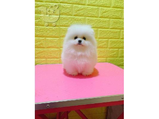 PoulaTo: Pomeranian Puppies