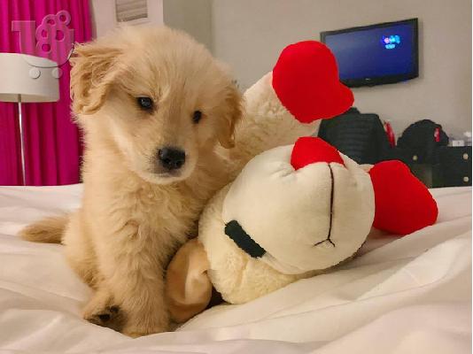 Πωλούνται κουτάβια Golden Retriever