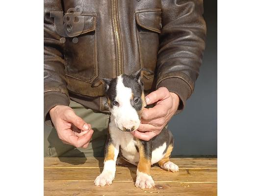 PoulaTo: Κουτάβια Standard Bull Terrier