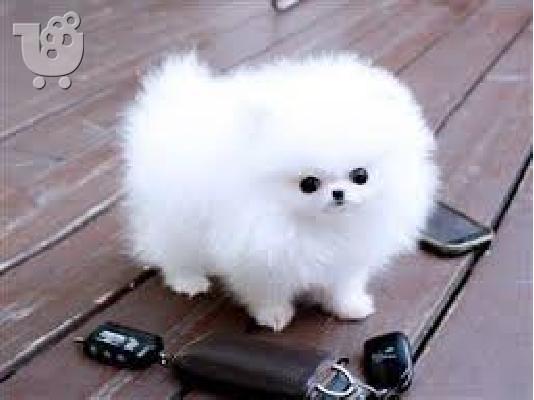 Pomeranian all kc reg.