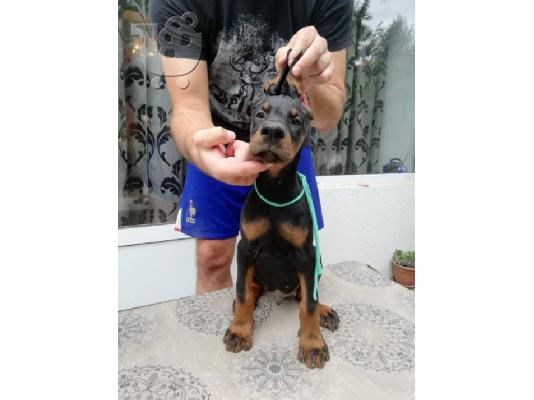 Ντόμπερμαν κουτάβια
