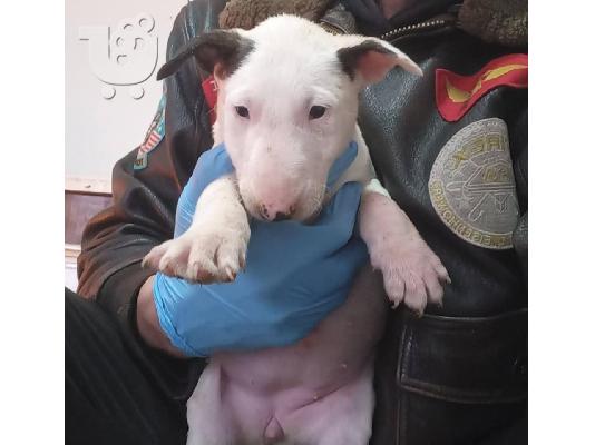 Κουτάβια Standard Bull Terrier