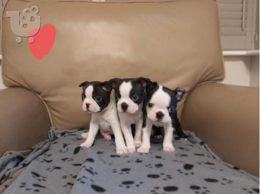 PoulaTo: Όμορφα κουτάβια Boston Terrier