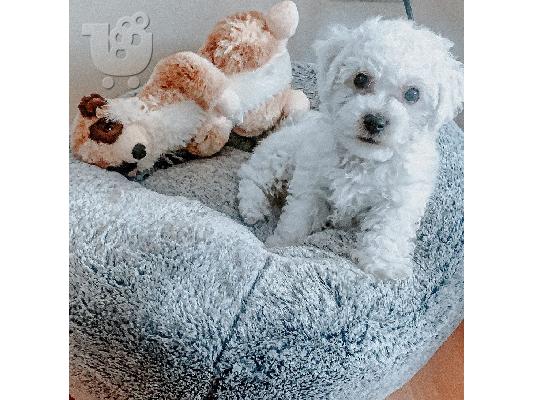 Όμορφα γεμάτα γενεαλογικά κουτάβια kc reg bichon frize,