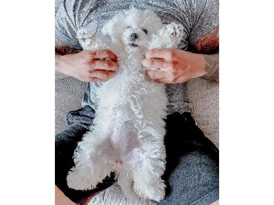 Όμορφα γεμάτα γενεαλογικά κουτάβια kc reg bichon frize,