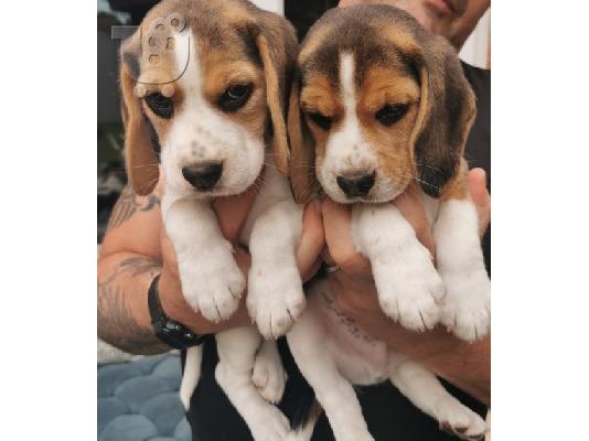 PoulaTo: Χαριτωμένα κουτάβια Beagle