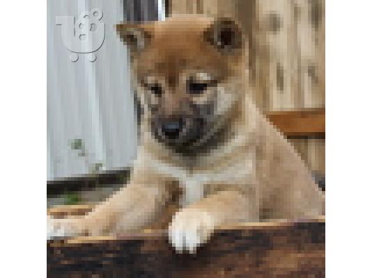 PoulaTo: Κουτάβι Shiba Inu προς πώληση