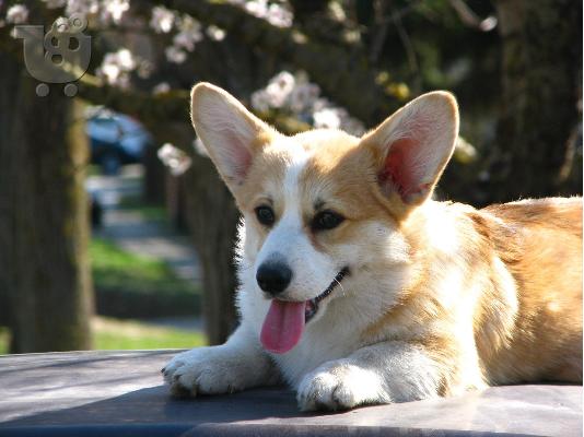 Welsh Corgi κουτάβια