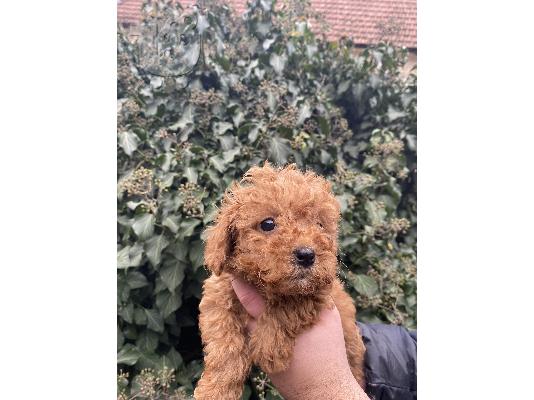 Κουτάβια Toy Poodle