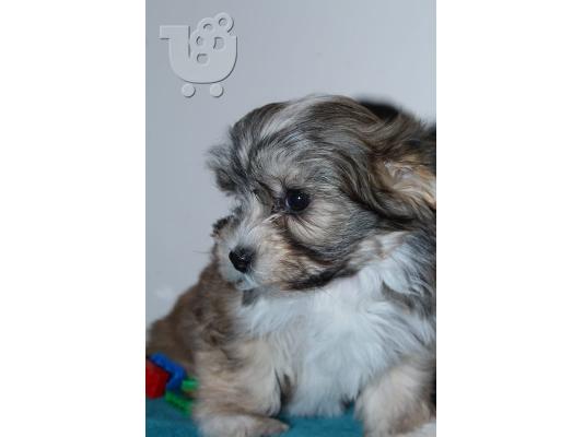 Havanese bichon κουτάβια