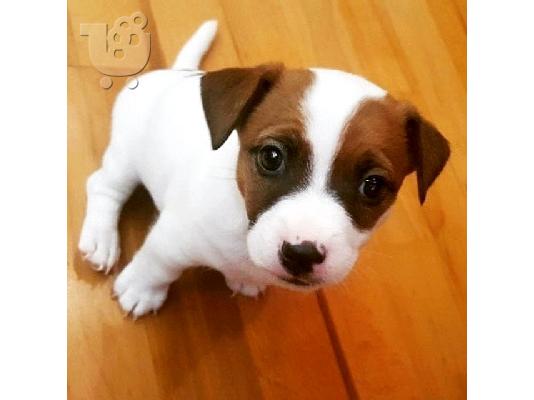 PoulaTo: Κουτάβια Jack Russell Terrier