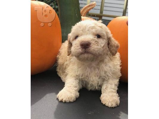 PoulaTo: Lagotto Romagnolo Puppies
